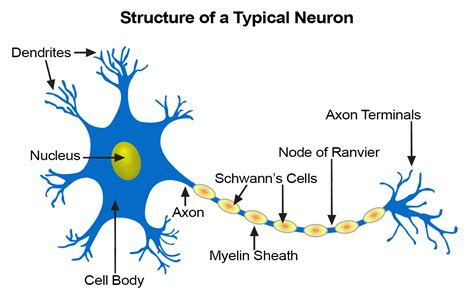 Nerve Tissue | SEER Training