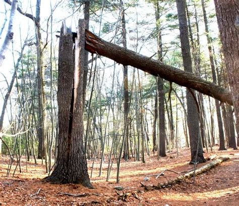 Trees break at fixed wind speed, irrespective of size or species ...