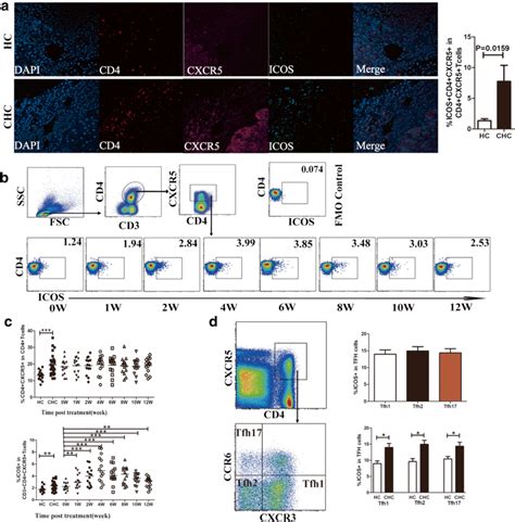 Intrahepatic and circulating activated Tfh cells were detected and ...