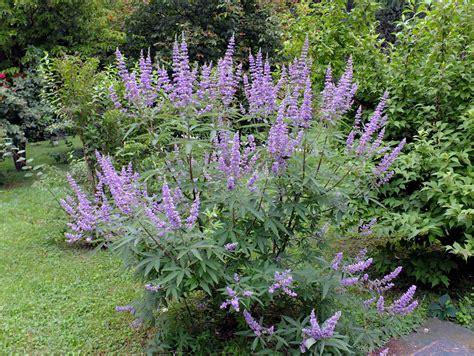 Vitex agnus castus (Lamiaceae) image 126798 at PhytoImages.siu.edu