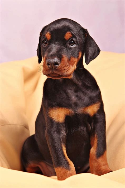 Royalty-Free photo: Black Doberman pinscher puppy sitting | PickPik