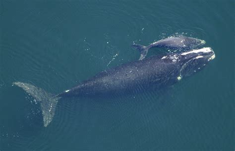 Protected Right Whale Habitat On Georgia Coast May Expand | WABE 90.1 FM