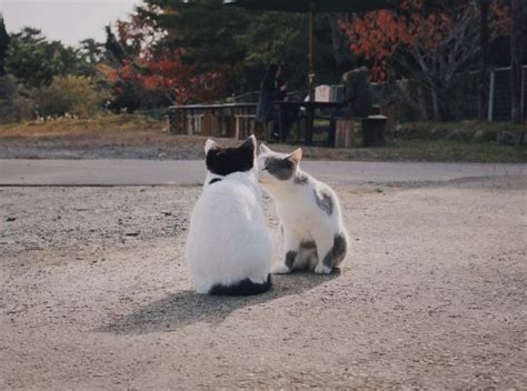 Cat Island Tashirojima | VISIT MIYAGI