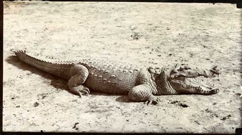 Mugger crocodile in 1907 in India | Mugger crocodile, Crocodile, Caiman