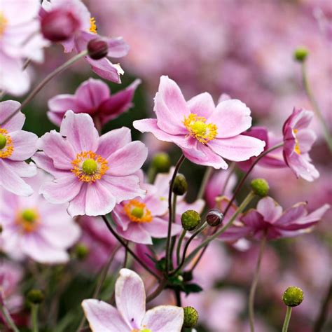 #Windflowers dancing in the breeze make the transition to autumn so ...