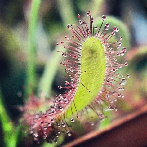 Carnivorous Plants Archives - Cactus Jungle