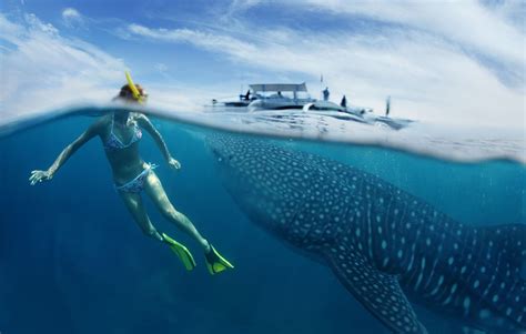 Best Wildlife Experiences in the Maldives