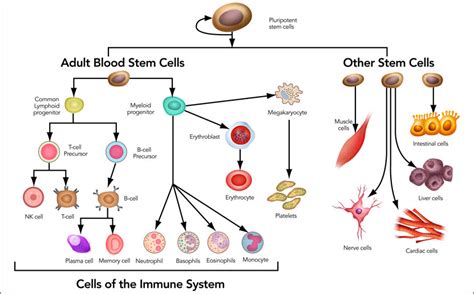 Stem Cells- Definition, Properties, Types, Uses, Challenges