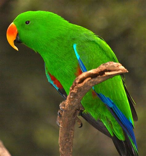 Male Eclectus Parrot | Flickr - Photo Sharing!