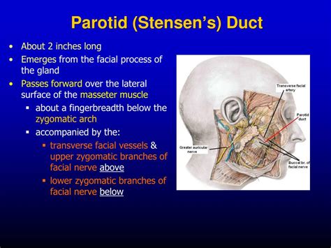 Parotid Gland Duct