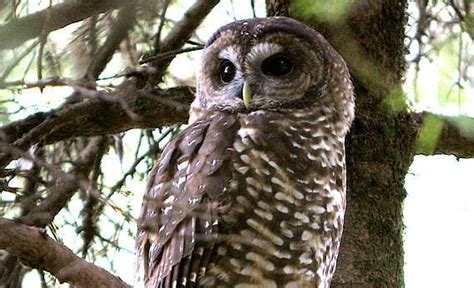 Spotted owl vs. barred owl: Will the government shoot one species to ...