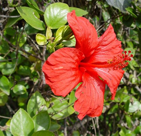 File:Hibiscus rosa-sinensis.JPG - Wikimedia Commons