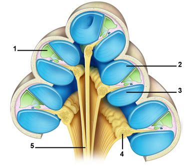 Cochlée, organe de Corti | Cochlea