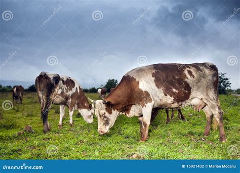 Cows eating stock photo. Image of animal, meat, agricultural - 15921432