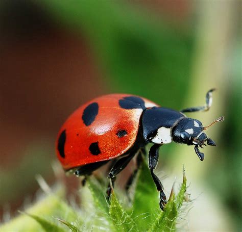 Are ladybugs Poisonous? - Learn About Nature