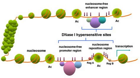 Difference Between Benzonase and DNase | Compare the Difference Between ...