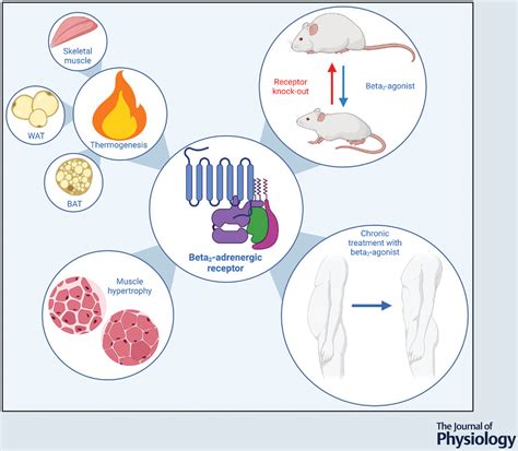 The beta2‐adrenergic receptor – a re‐emerging target to combat obesity ...