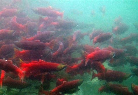 Study: Climate change hurting salmon habitat