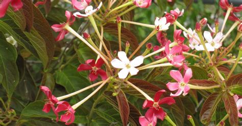 Plant Photography: Quisqualis indica Flower Bunches