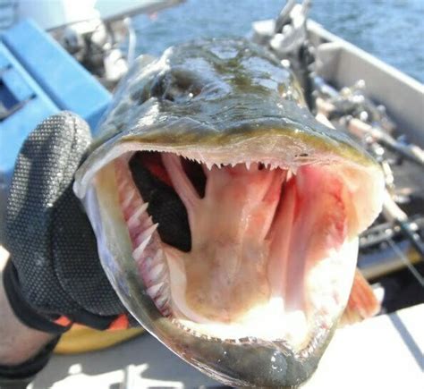 Fun Musky Fish Facts