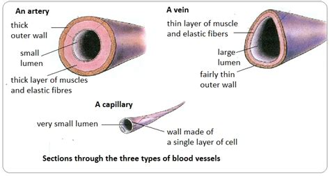 Structure and function of the heart, arteries, veins, capillaries – HSC ...