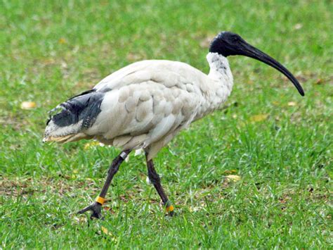 Australian White Ibis on the earth photo and wallpaper. All Australian ...