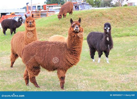 Llama animals on farm stock image. Image of field, agriculture - 30950527