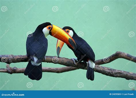 Two Toucans stock image. Image of brothers, orange, toucan - 2429583