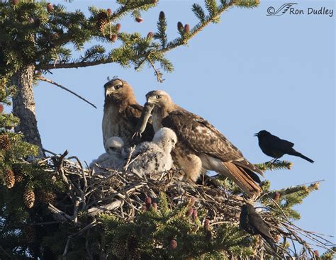 Red-tailed Hawks On The Nest With Chicks « Feathered Photography