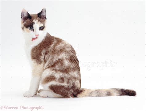 Chocolate-tortoiseshell-and-white cat photo WP22227