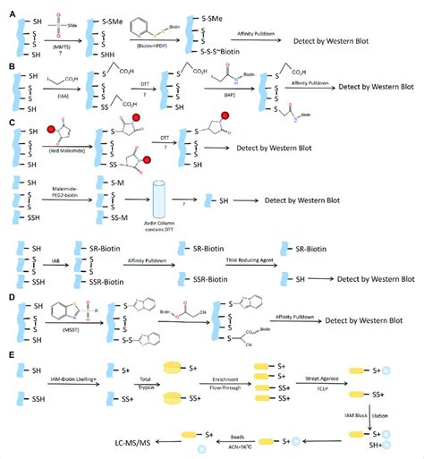 Methods for S-sulfhydraion detection. (A) Biotin-switch assay; (B ...