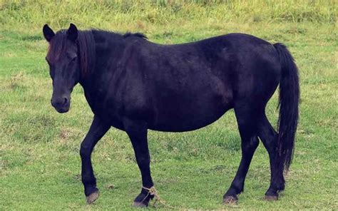 400+ Black Horse Names - Male & Female Name ideas - Equine Desire