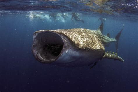 ¿Qué COMEN los tiburones? - ¡Todo sobre su alimentación!