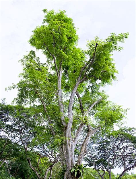 Pterocarpus indicus - Monaco Nature Encyclopedia