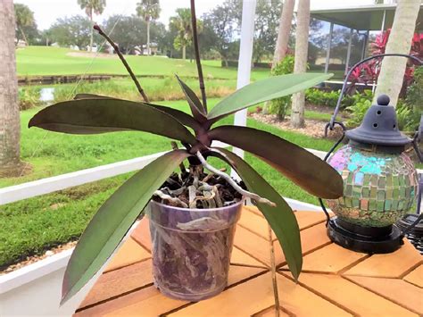 How To Repot A Phalaenopsis Orchid: A Definitive Step-By-Step Guide to ...