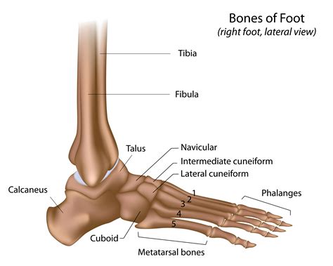 Ankle and Foot Pain – Massage Therapy Connections