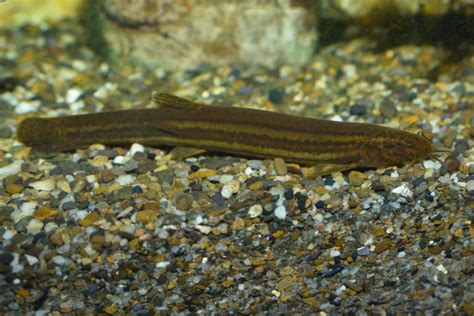 Dojo Loach Loach (Misgurnus anguillicaudatus) Care Guide