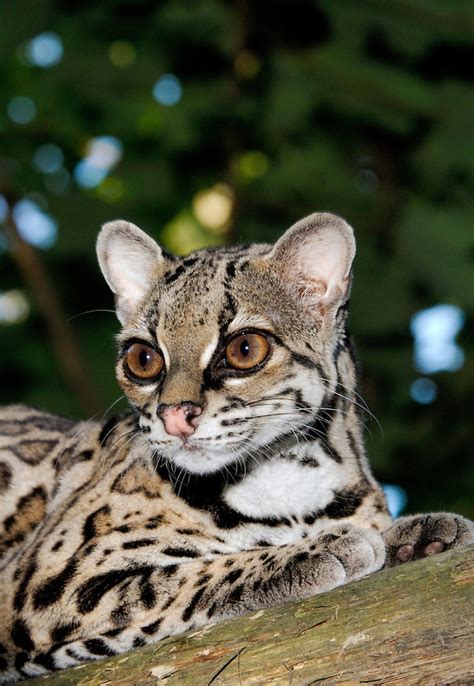 137 best images about *** OCELOT + MARGAY *** on Pinterest | Terry o ...