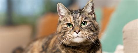 Tortoiseshell Cats - 5 Facts You Need To Know | Purina