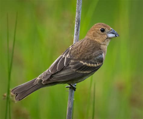 Blue Grosbeak, female | Flickr - Photo Sharing!