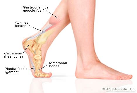 Pics Photos - Anatomy Of The Foot