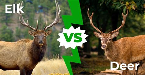 Elk vs Deer: 8 Key Differences Explained - A-Z Animals