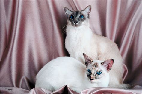 Lilac Point Siamese Cat (2022) | 12 Things You Need to Know I ...