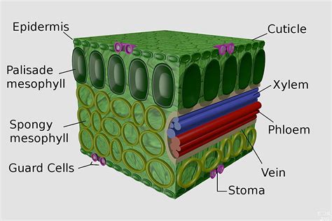 Leaf Cross Section Diagram Labeled