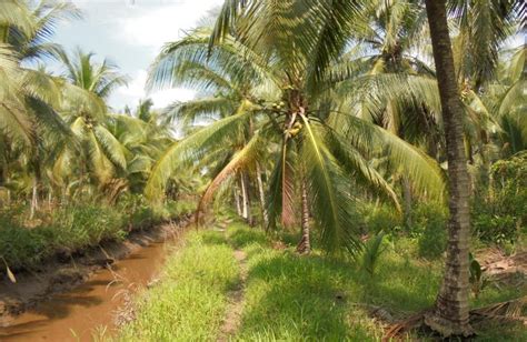 Kebun Kelapa