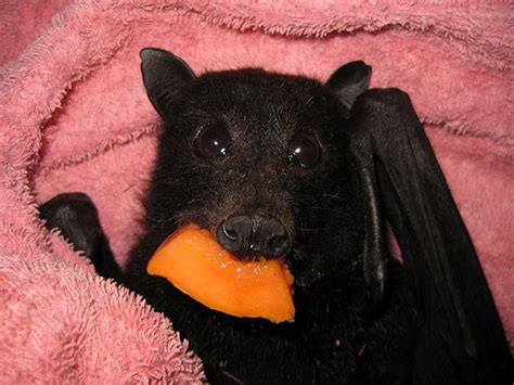 Rescued Baby Bat Stuffs Her Cheeks With Banana After Being Hit By Car ...