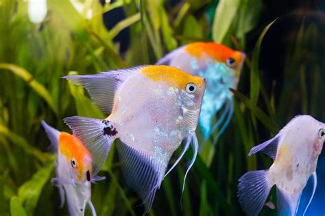 Different Types Freshwater Angelfish » Petsoid