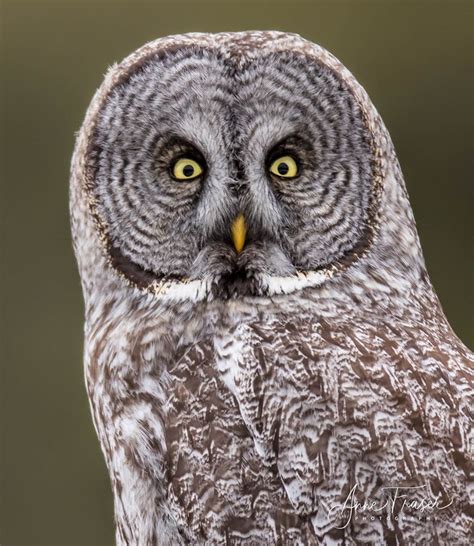 Great Gray Owl