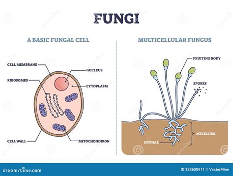 Structure Of Fungus Cell. Illustration Stock Photo | CartoonDealer.com ...