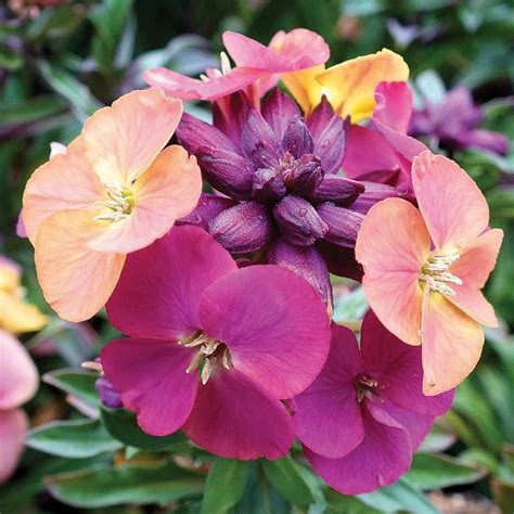 Hayloft Plants 5 x Hardy Erysimum Colour Changing Young Plant ...